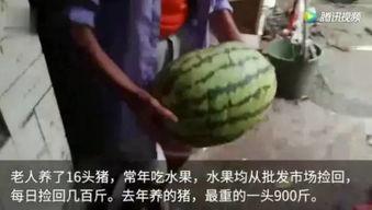 怎么样能看到吃瓜视频呢,如何轻松观看热门吃瓜视频