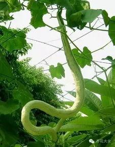 蛇瓜能晒着吃嘛视频大全,揭秘晒着吃的健康美味