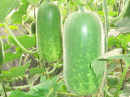 喷瓜可以做菜吃吗视频大全,视频大全教你如何烹饪喷瓜佳肴