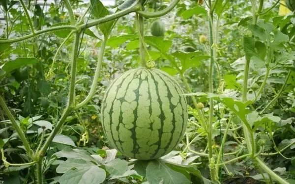 热瓜可以吃吗有毒吗视频,揭秘其安全性及潜在风险