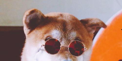 狗哥吃瓜网视频在线观看,揭秘热门视频，带你畅游娱乐世界