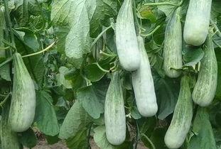 临沂吃瓜视频最新消息,揭秘最新热点事件背后的真相