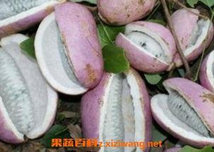 贵州三妹吃八月瓜视频,美味与挑战并存！