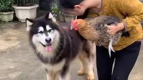 牛二条小七吃瓜视频,揭秘娱乐圈幕后故事