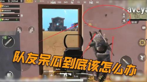 吃鸡呆瓜下场视频大全播放,笑料百出，欢乐无限