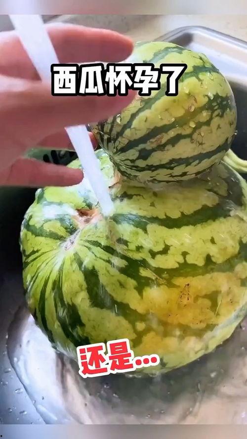 小黄吃瓜搞笑视频大全下载,欢乐时刻一网打尽