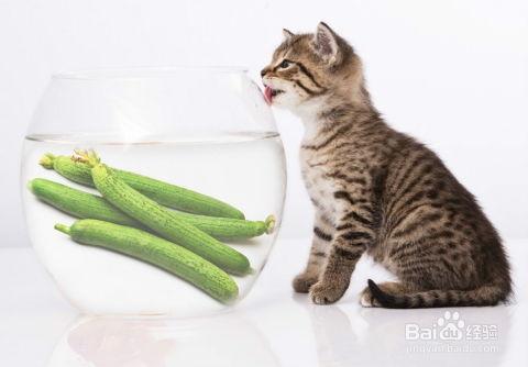 吃瓜小猫视频大全,萌宠欢乐时光大盘点