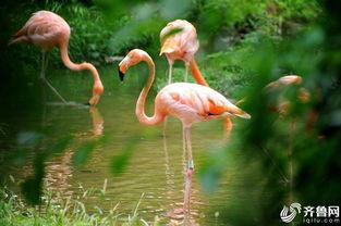 野生动物吃野瓜视频,揭秘野瓜盛宴背后的生态奇观