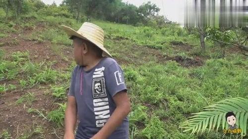 小六吃瓜视频完整版,揭秘娱乐圈幕后真相,带你领略明星真实生活