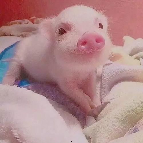 吃瓜小猪猪视频文案图片,揭秘视频背后的趣味与智慧