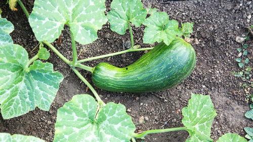 吃瓠瓜去籽吗有效果吗视频,视频揭示去籽真相