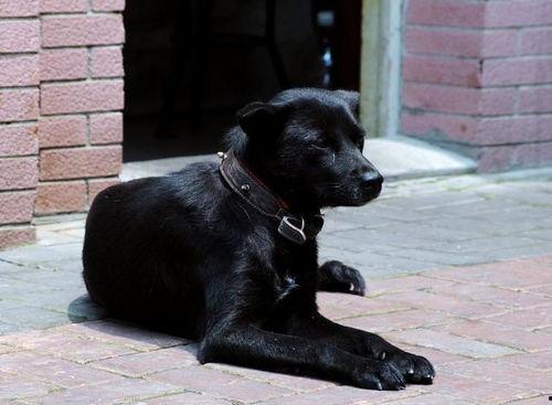 吃瓜黑狗被咬视频在线观看,现场视频曝光