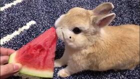 吃瓜小兔特效视频下载,趣味瞬间，轻松收藏