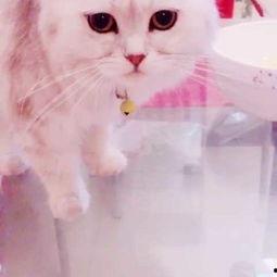 吃哈密瓜猫视频,萌态百出吃瓜瞬间