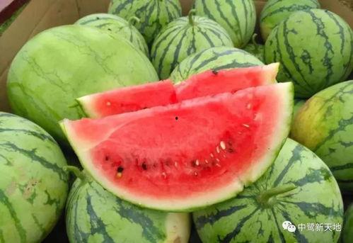 吃瓜等过年的视频,趣味视频带你领略新春欢乐时光